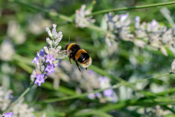 Bumblebee (bombus) in flight to collect nectar pollen from flowering lavender plants in late summer September