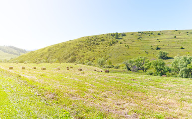Fototapeta premium green field in Altay, Siberia