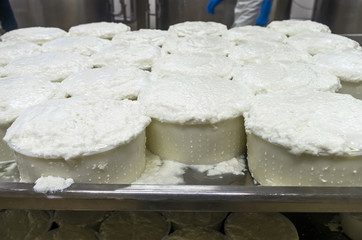 Tray with cheese on a cheese-making industry. Food