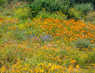 African Spring Flowers