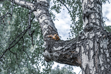Squirrel on a tree