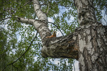 Obraz premium Squirrel on a tree