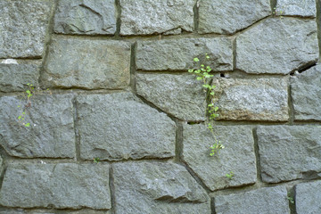Wall of stone blocks with a vine