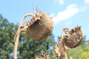  Sunflower seeds are ripe in the fields