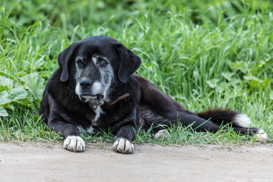 The chain dog in the collar laying on the roadside in the green grass. The alone homeless mongrel