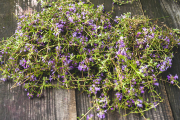 Alternative Medicine.Thyme and medical ampoules. Essential oils