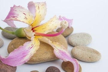 pink flowers and flat stones on a white background