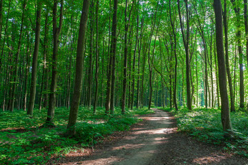 Obraz premium beautiful green forest