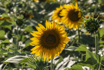 sunflower