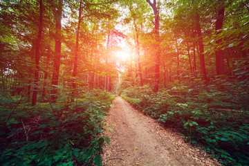 beautiful green forest