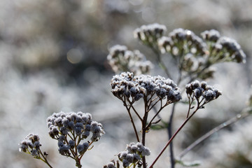 Fiore con gocce di rugiada