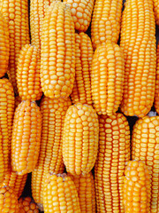 Yellow fresh and sweet corn for food processing