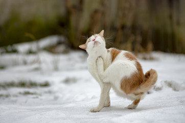 Biało rudy kot drapie swoje futro. 