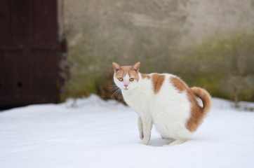 Portret białego kota na śniegu. 