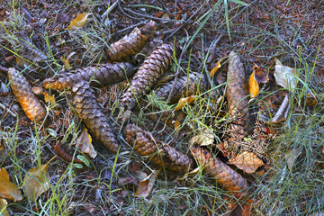 Pine cones on the forest floor