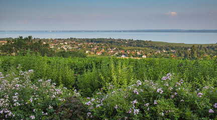 Fototapeta na wymiar Nice vineyard in Hungary at lake Balaton