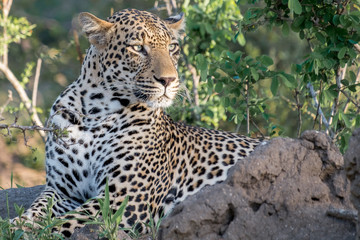 Kruger Park Leopard