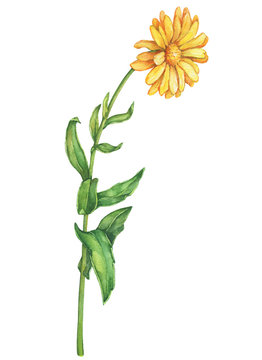 Orange Calendula officinalis (also known as the field, marigold, ruddles) flower close up. Watercolor hand drawn painting illustration isolated on a white background. 