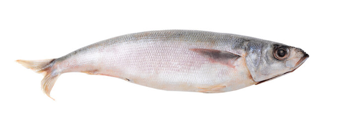 raw fish red-eyed