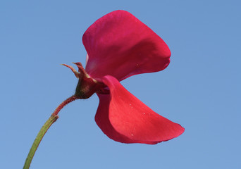 Sweet Pea (Lathyrus odoratus) 'Windsor'
