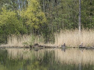 Obraz premium water surface dry grass and trees in swamp lake, spring marchland water landscape