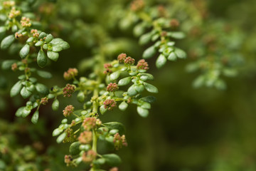 close of green herbal plant with tiny flowers
