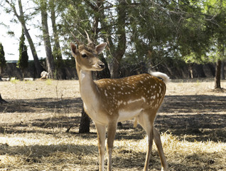 Animal dócil atento y esperando recibir comida.