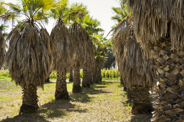 Obraz premium Espacio de terreno con palmeras en fila y con gran cantidad de hojas secas.