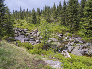 spring mountain stream Bila Smeda with stones and boulders, spruce tree forest