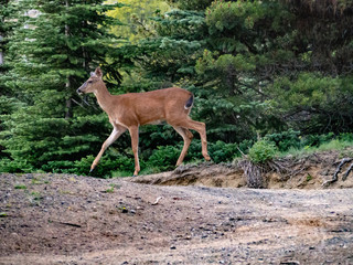 Deer Park Campground Olympic National Park Washington – Hi resolution photograph of deer roaming in the Olympic National Park