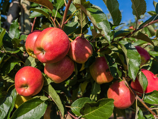 Apfelplantage in der Grafschaft; Deutschland 