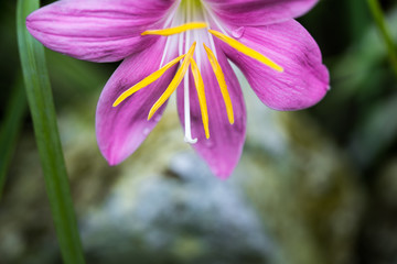 Zephyranthes rosea, commonly known as the Cuban zephyrlily, rosy rain lily, rose fairy lily, rose zephyr lily or the pink rain lily