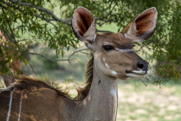 Female Kudu