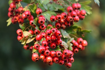 rote Beeren des Weissdorn