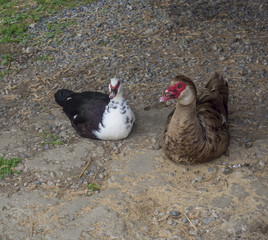 Muscovy duck Muscovy duck Cairina moschata sitting couple male and female, large duck native to Mexico, Central, and South America