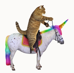 The cat is riding the real unicorn. White background. - 220683050