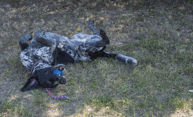 black gray hunting dog crossbreed whippet and labradorit lying in grass, playig with ball,...