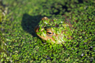 Close-up of resting frog in water camouflaged with duckweed, warm soft sunlight