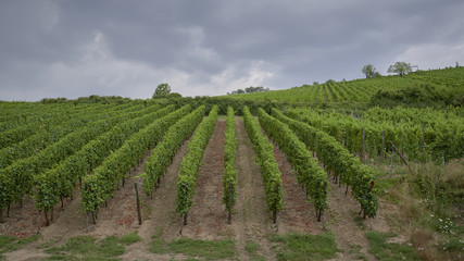 Fototapeta na wymiar Vineyards view from the town