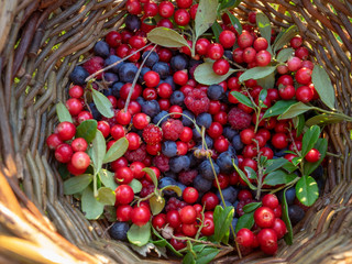 Fresh wild berry mix: forest blueberries, raspberries, lingonberries, strawberry in wicker basket