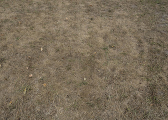withered dry grass dryness, no rain in summer climate changes, background