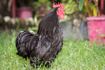 Portrait of black Orpington chicken in garden