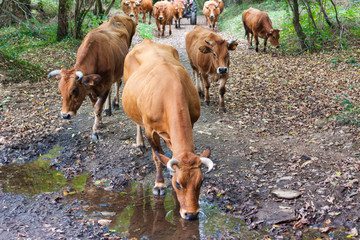 Naklejka na ściany i meble A herd of brown cows drinking water from a puddle in the forest. Asturias, Spain