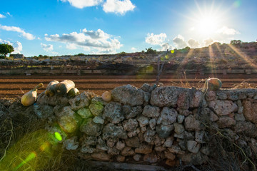 Lens Flare and nature