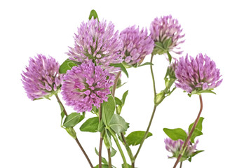 Clover flowers isolated on white background