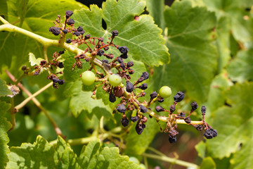 Grappe de raisins pourrie sur pied de vigne