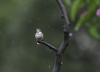 Watching the Rain Fall