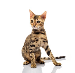 Naklejka premium Portrait of young bengal purebred cat
