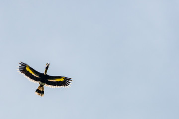 Hornbill in Flight