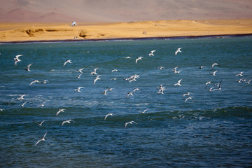  Paracas National Reserve